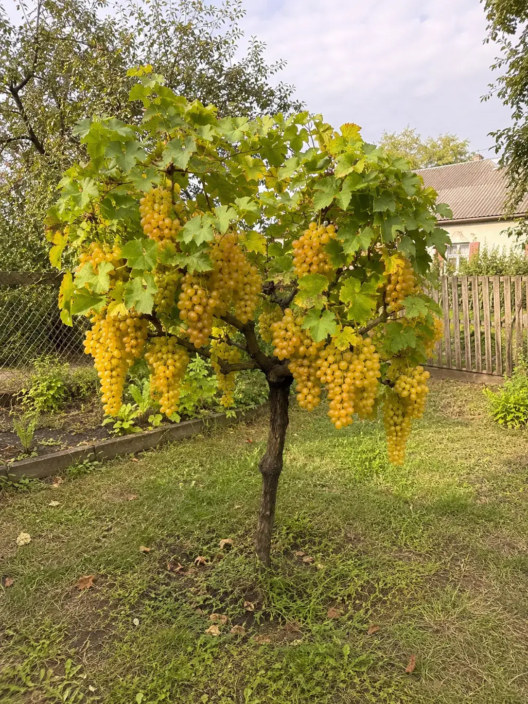 Микула Бурштин